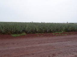 DSC01409